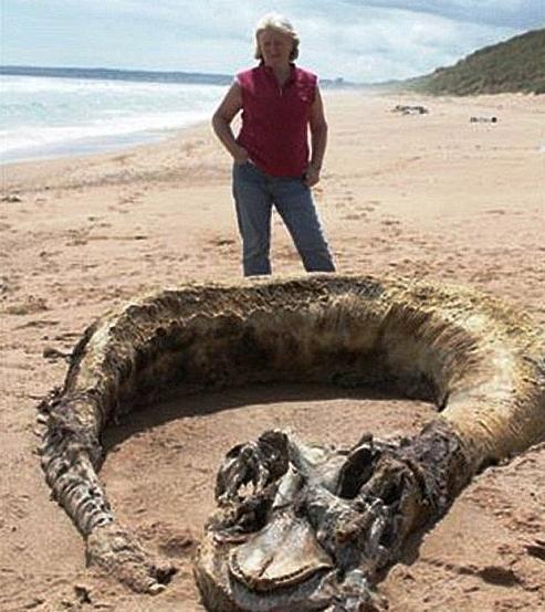 美人魚真的存在嗎？真相告訴你世界上有沒有美人魚