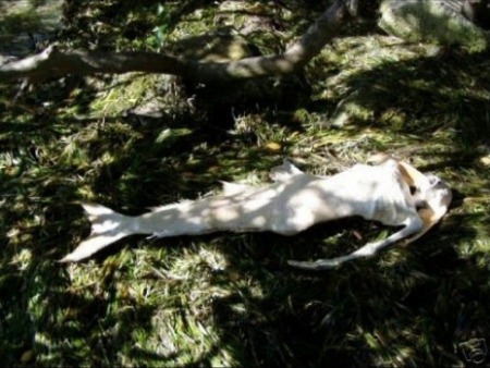 美人魚真的存在嗎？真相告訴你世界上有沒有美人魚