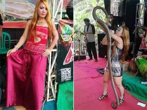女歌手被眼鏡蛇咬傷堅持演出死在臺上 現(xiàn)場視頻曝光