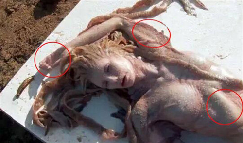 美人魚真的存在嗎？真相告訴你世界上有沒有美人魚