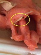 肉長蛆能吃嗎？長蛆的肉吃了會怎樣？