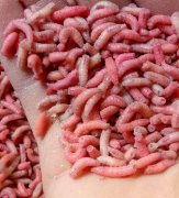 豬肉長蛆了還能不能吃？