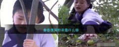 秦香蓮摘野果是什么梗