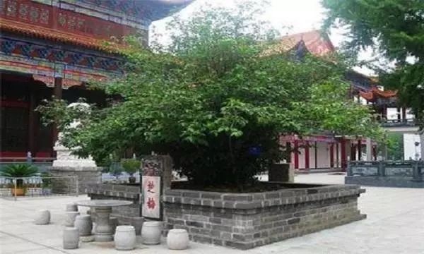 中國現(xiàn)存最古老的樹排名 黃帝軒轅柏至少5千歲