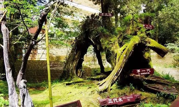 中國現(xiàn)存最古老的樹排名 黃帝軒轅柏至少5千歲