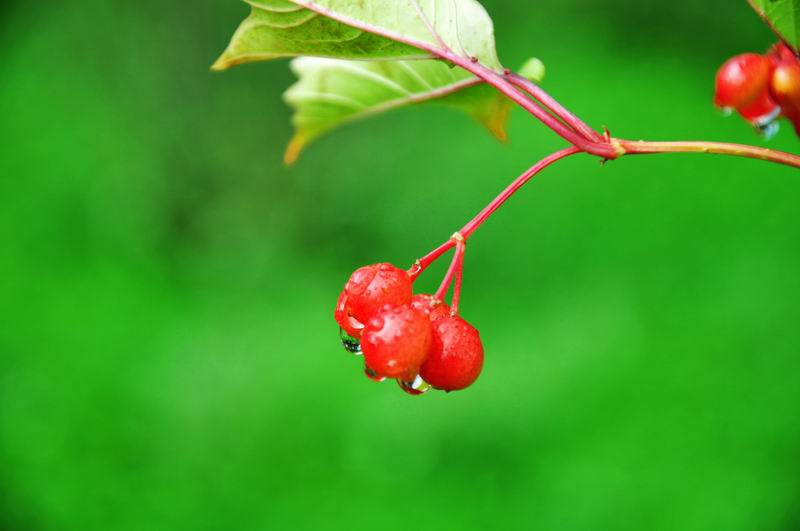 世界上最甜的樹