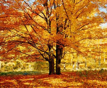 世界上最甜的樹