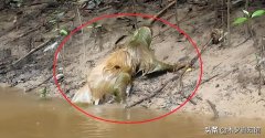 水猴子是什么動物 水猴子真面目長什么樣