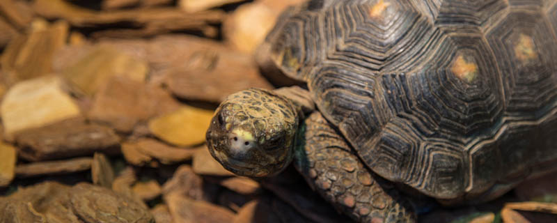 烏龜吃什么