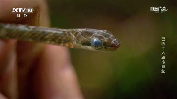 豆子直播TV截圖3